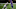 Minnesota Vikings