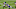 Minnesota Vikings