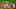 atlanta braves