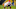 New Orleans Saints New Orleans Saints