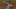 Yankees Yankees