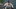 Yankees Yankees