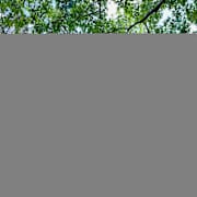 Diamonte Tucker-Dorsey