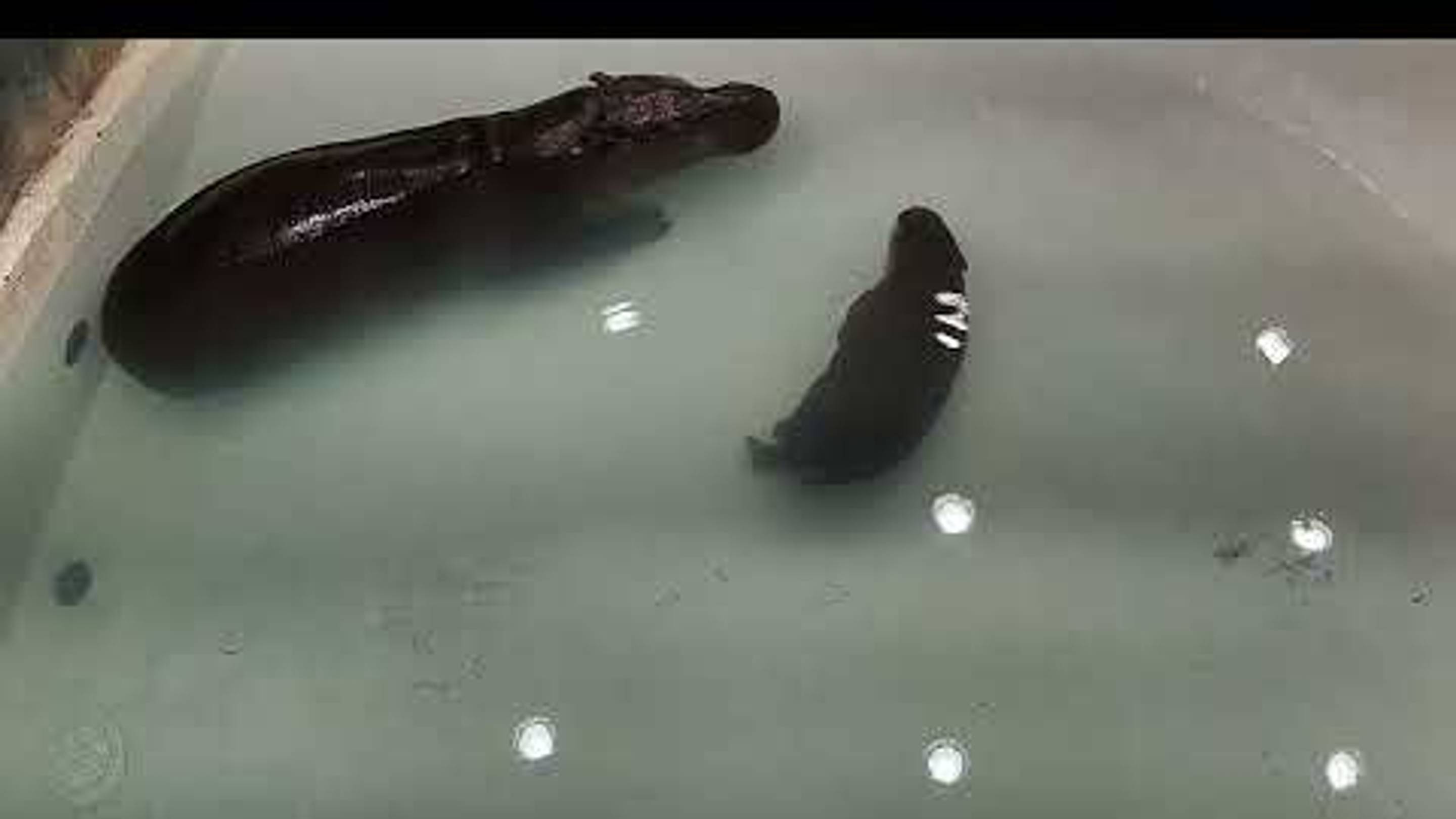 Move Over, Moo Deng: Virginia Zoo Launches Live Stream of Poppy, Its New Baby Pygmy Hippo
