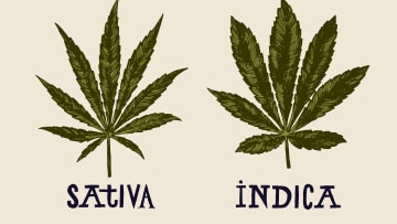 The sativa-indica debacle in cannabis continues to defy science and needs to be addressed.