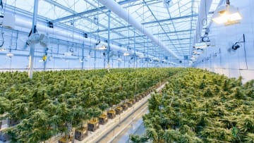 As demand in legal cannabis continues to rise and expand, so too does its environmental footprint.
