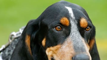 JACKSONVILLE, FL - JANUARY 02: Smokey, mascot of the Tennessee Volunteers, watches the action during the TaxSlayer Bowl against the Iowa Hawkeyes at EverBank Field on January 2, 2015 in Jacksonville, Florida. (Photo by Sam Greenwood/Getty Images)