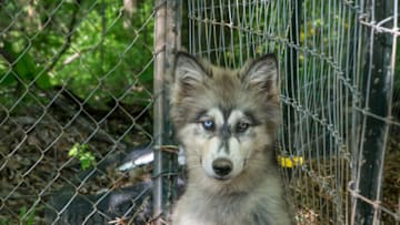 MARSHALL, NC - MAY 11: A white and black wolfdog, or canid hybrid, is viewed at an exotic animal and wildlife rescue center outside Asheville on May 11, 2018 in Marshall, North Carolina. Animal control officers throughout the Southern states are experiencing a rise in the importation and abandonment of wildlife as well as domestic pets. (Photo by George Rose/Getty Images)