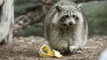 Not the actual raccoon Thaddeus Young of the Indiana Pacers did battle with.PHOTOGRAPH BY Mark Challender /Barcroft Images