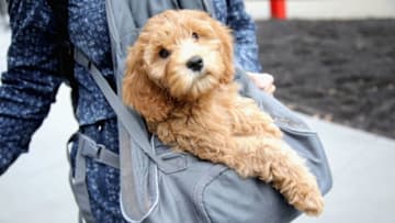 BROOKLYN, NY - APRIL 22: A view of a puppy in attendance at 1 Hotels & mindbodygreen Earth Day Celebration at 1 Hotel Brooklyn Bridge. (Photo by Cindy Ord/Getty Images for 1 Hotels)