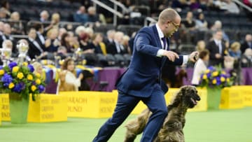 NEW YORK, NEW YORK - FEBRUARY 11: The Afghan Hound 'Sawsan Bint-Bint Diba Von Haussman' and trainer compete during the Hound Group judging at the 143rd Westminster Kennel Club Dog Show at Madison Square Garden on February 11, 2019 in New York City. (Photo by Sarah Stier/Getty Images)