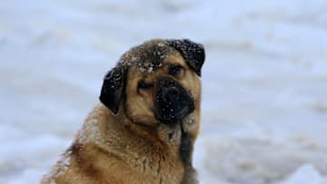 TRABZON, TURKEY - MARCH 27: A stray dog is seen on snow covered road after snowfall hit Zigana Mount Pass in Trabzon, Turkey on March 27, 2021. (Photo by Hakan Burak Altunoz/Anadolu Agency via Getty Images)