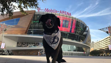Holland the Pup at T-Mobile Arena in Las Vegas. Photo by Adam Vosding
