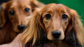 A woman sits with her Long-haired Dachshunds on day 2 of the Cruft's dog show at the NEC Arena on March 6, 2020 in Birmingham, England. The annual four-day show will see around 20,000 pedigree dogs visit the centre, before the 'Best in Show' is awarded on the final day. (Photo by Jeff J Mitchell/Getty Images)