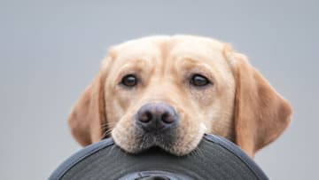 Dog "Hedi" retreives a hat during an event to promote the "Jagd & Hund" (Hunt and Dog) and "Fisch & Angel" (Fish and Fishing Rod) fairs, on January 22, 2020 in Dortmund, western Germany. - Both fairs will take place from January 28 to February 2, 2020. (Photo by Bernd Thissen / dpa / AFP) / Germany OUT (Photo by BERND THISSEN/dpa/AFP via Getty Images)