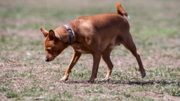 A Chihuahua explores the unleashed dog area at the Rockford Dog Park in Wilmington, Wednesday, March 23, 2023.P 20 Dog Park 032223