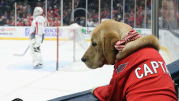 Captain, Washington Capitals (Photo by Bruce Bennett/Getty Images)
