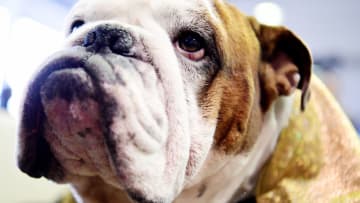 NEW YORK, NEW YORK - FEBRUARY 11: Gringo the Bulldog looks on during Breed Judging at the 143rd Westminster Kennel Club Dog Show at Piers 92/94 on February 11, 2019 in New York City. (Photo by Sarah Stier/Getty Images)