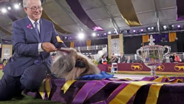 TARRYTOWN, NEW YORK - JUNE 13: Wasabi the Pekingese, with handler/owner David Fitzpatrick, sits in the winners circle after winning Best in Show at the 145th Annual Westminster Kennel Club Dog Show on June 13, 2021 in Tarrytown, New York. Spectators are not allowed to attend this year, apart from dog owners and handlers, because of safety protocols due to Covid-19. (Photo by Michael Loccisano/Getty Images)