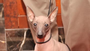 NEW YORK, NY - JANUARY 26: Namina, a Xoloitzcuintli dog, attends American Kennel Club Announces Most Popular Dogs for 2010 at American Kennel Club Offices on January 26, 2011 in New York City. (Photo by Gary Gershoff/Getty Images for American Kennel Club)