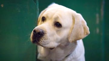 BIRMINGHAM, ENGLAND - MARCH 11: A Labrador looks out from its bench on the third day of Crufts Dog Show at the NEC Arena on March 11, 2017 in Birmingham, England. First held in 1891, Crufts is said to be the largest show of its kind in the world, the annual four-day event, features thousands of dogs, with competitors travelling from countries across the globe to take part and vie for the coveted title of 'Best in Show'. (Photo by Matt Cardy/Getty Images)