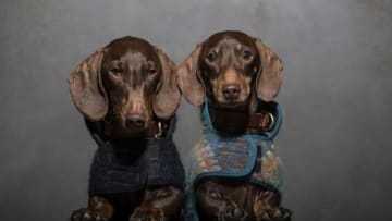 LONDON, ENGLAND - MARCH 24: Dogs attend "A Sausage Dog Celebration" as part of London Dog Week at M Restaurant on March 24, 2019 in London, England. (Photo by John Phillips/Getty Images)