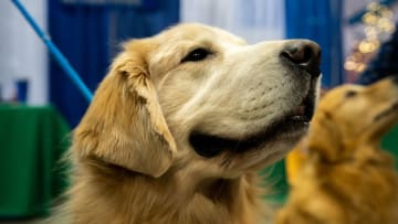 Photo: AKC National Championship.. Image Courtesy Nick King