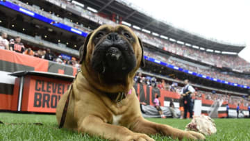 CLEVELAND, OH - OCTOBER 07: Cleveland Browns mascot Swagger in the third quarter against the Baltimore Ravens at FirstEnergy Stadium on October 7, 2018 in Cleveland, Ohio. (Photo by Jason Miller/Getty Images)