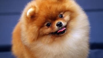 NEW YORK - FEBRUARY 05: Cheerio, Pomeranian, attends the Westminster Dog Show pre-event press conference at the Hotel Pennsylvania's Skytop Ballroom on February 5, 2009 in New York City. (Photo by Andrew H. Walker/Getty Images)