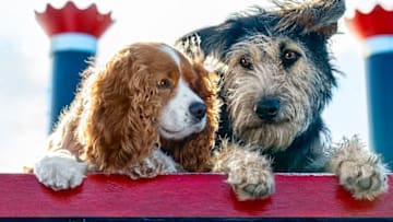 Lady (voiced by Tessa Thompson) and Tramp (voiced by Justin Theroux) in Disney’s live-action LADY AND THE TRAMP.
