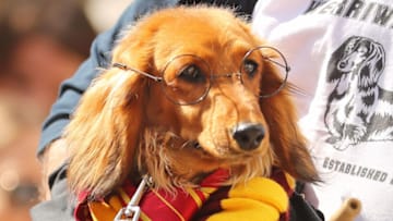 MELBOURNE, AUSTRALIA - SEPTEMBER 23: A dachshund dressed as Harry Potter on a broomstick competes in The Best Dressed Dachshund Costume Parade during the annual Teckelrennen Hophaus Dachshund Race on September 23, 2017 in Melbourne, Australia. The annual 'running of the Wieners' is held to celebrate Oktoberfest. (Photo by Scott Barbour/Getty Images)