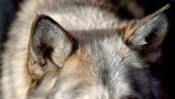 SANTA BARBARA, CA - FEBRUARY 02: A sanctuary wolf is seen at a screening of 'The War In Between' during The 33rd Santa Barbara International Film Festival at the the Fiesta Theatre on February 2, 2018 in Santa Barbara, California. (Photo by Matt Winkelmeyer/Getty Images for SBIFF)