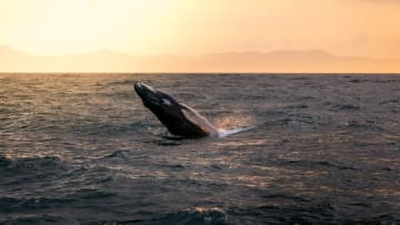 Whale Watching Samana Bay_1:2