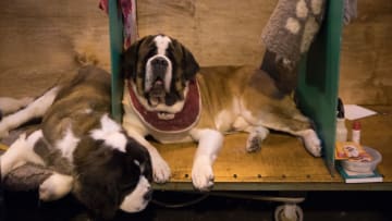 BIRMINGHAM, ENGLAND - MARCH 12: A St Bernard dog sits in its bench on the final day of the Crufts Dog Show at the NEC Arena on March 12, 2017 in Birmingham, England. First held in 1891, Crufts is said to be the largest show of its kind in the world, the annual four-day event, features thousands of dogs, with competitors travelling from countries across the globe to take part and vie for the coveted title of 'Best in Show'. (Photo by Matt Cardy/Getty Images)