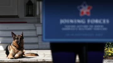 WASHINGTON, DC - MAY 10: Vice President Joe Biden's dog, Champ, lays down during speechs during a Joining Forces service event at the Vice President's residence at the Naval Observatory May 10, 2012 in Washington, DC. U.S. first lady Michelle Obama and Biden joined with Congressional spouses to assemble Mother's Day packages that deployed troops have requested to be sent to their mothers and wives at home. (Photo by Win McNamee/Getty Images)