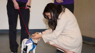 LONDON, ENGLAND - JANUARY 16: Meghan, the Duchess of Sussex meets a Jack Russell called "Minnie" during her visit to the Mayhew, an animal welfare charity on January 16, 2019 in London, England. This will be Her Royal Highnesses first official visit to Mayhew in her new role as Patron. (Photo by Eddie Mulholland - WPA Pool/Getty Images)