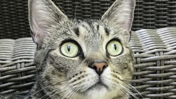 MOORESTOWN, NEW JERSEY, UNITED STATES - 2017/08/20: Cat portrait. (Photo by John Greim/LightRocket via Getty Images)