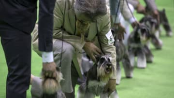 TOKYO, JAPAN - MARCH 31: Handlers prepare with their Miniature Schnauzer puppies ahead of a competition at the Japan International Dog Show 2018 on March 31, 2018 in Tokyo, Japan. About 3,500 dogs took part in the country's largest dog show hosted by the Japan Kennel Club today. The event is taking place from March 31 to April 1, 2018. (Photo by Tomohiro Ohsumi/Getty Images)