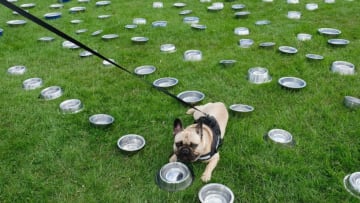 SOUTH SHIELDS, ENGLAND - JUNE 04: A dog drinks from a bowl at a water station as thousands of excited participants and their owners take part in the Great North Dog Walk on June 4, 2017 in South Shields, England. Founded in 1990 by former teacher and two times UK Fundraiser of the Year Tony Carlisle the event helps raise thousands of pounds for charity. The event is internationally recognised and currently holds the world record as the largest dog walk ever held. This year there were reported to be over 28,000 dogs represented by 128 breeds. (Photo by Ian Forsyth/Getty Images)