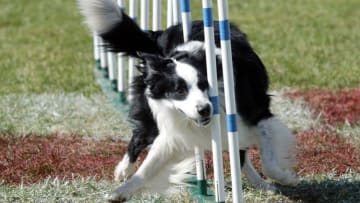 GRAY SUMMIT, MO - OCTOBER 4: Stollie makes his way through the weave poles during the agility portion of the Purina Dog Chow Incredible Dog Challenge at Purina Farms October 4, 2003 in Gray Summit, Missouri. (Photo by Bill Greenblatt/Getty Images)