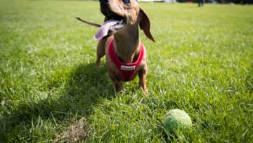 BATH, ENGLAND - APRIL 02: Scampi chases her ball as more than 100 dachshunds and their owners, members of the Sausage Dog Club Bath, gather in front of the historic Royal Crescent in Bath's Royal Victoria Park on April 2, 2017 in Bath, England. The walk was to celebrate the canine club's second anniversary, which started by dog lover Lauren Barnes, who runs a business called Hound Bound and now has over 250 members with numbers growing. (Photo by Matt Cardy/Getty Images)