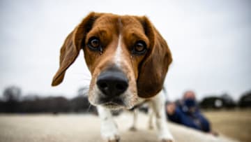WASHINGTON, DC - FEBRUARY 15: A dog named Fred comes over to investigate atop a wall on the plaza of the Lincoln Memorial on President's Day, February 15, 2021 in Washington, DC. President's Day was first observed in 1796 in recognition of George Washington's birthday, the first President of the United States, which is February 22nd but it was eventually proposed to honor both Washington and President Abraham Lincoln, who was born on February 12th, into one federally recognized holiday on the first Monday in February in 1971. (Photo by Samuel Corum/Getty Images)