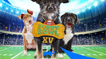 Puppy Bowl XV promo art. Photo provided by Animal Planet.