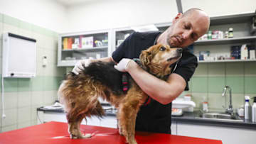 PRZEMYSL, POLAND - MARCH 06 : Radoslaw Fedaczynski, a vet and the owner of 'Ada' pet clinic is performing a medical examination of a dog from Ukraine, in Przemysl, Poland on March 6, 2022. The clinic is giving a shelter and veterinary assistance for animals that had lost their home and owners during the Russian attacks on Ukraine. (Photo by Beata Zawrzel/Anadolu Agency via Getty Images)