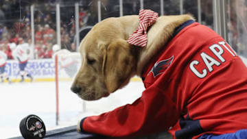 Captain, Washington Capitals (Photo by Bruce Bennett/Getty Images)