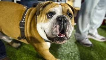 HATTIESBURG, MS - SEPTEMBER 5: Bully mascot for the Mississippi State Bulldogs during their game against the Southern Miss Golden Eagles on September 5, 2015 at M.M. Roberts Stadium in Hattiesburg, Mississippi. The Mississippi State Bulldogs defeated the Southern Miss Golden Eagles 34-16. (Photo by Michael Chang/Getty Images)