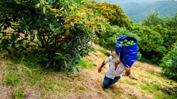MEDELLIN, COLOMBIA - NOVEMBER 21: A Colombian farm worker carries a bag of avocados during a harvest at a plantation on November 21, 2019 near Medellín, Colombia. Colombian avocado industry has experienced a massive growth over the past decade, due to the economic development in Colombia and the increased global demand for 'superfood' products. The geographical and climate conditions in Antioquia allow two harvest windows of the Hass avocado variety across the year. Although the majority of the Colombian avocado exports are destined to Europe, Colombia aspires to become one of the major avocado suppliers to the U.S. market in the near future. (Photo by Jan Sochor/Getty Images)