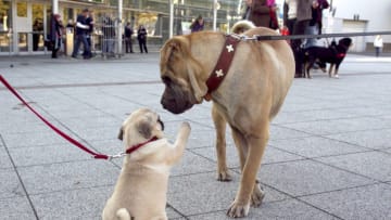 DORTMUND, GERMANY - OCTOBER 16: A Pug and a Bullmastiff at the CACIB dog exhibition Westfalenhallen Dortmund on October 16, 2011 in Dortmund, Germany. (Photo by Agency-Animal-Picture/ Getty Images)