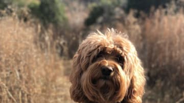 Sir Winston Da Doodle. Photo provided by the Arin family.