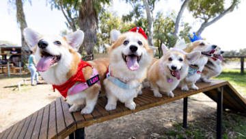 PERTH, AUSTRALIA - SEPTEMBER 22: A group of Corgis are seen in Royal outfits on September 22, 2022 in Perth, Australia. Australians have a one-off public holiday today to mark a national day of mourning for Her Majesty Queen Elizabeth II. Queen Elizabeth II died at Balmoral Castle in Scotland aged 96 on September 8, 2022. Elizabeth Alexandra Mary Windsor was born in Bruton Street, Mayfair, London on 21 April 1926. She married Prince Philip in 1947 and acceded the throne of the United Kingdom and Commonwealth on 6 February 1952 after the death of her Father, King George VI. Queen Elizabeth II was the United Kingdom's longest-serving monarch. (Photo by Matt Jelonek/Getty Images)